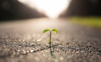 Rapport sur l’artificialisation des sols